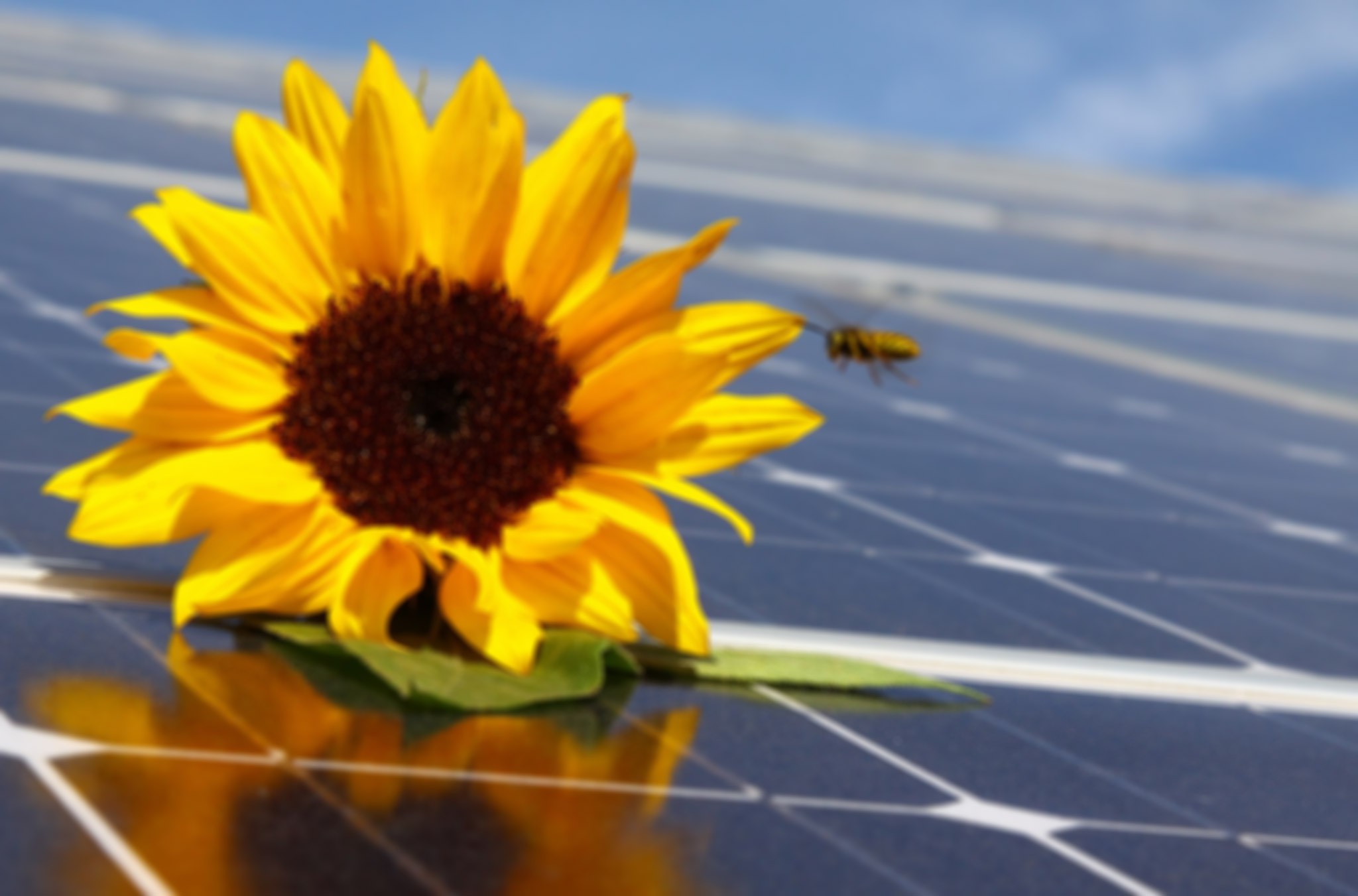 martenspesel_photovoltaik